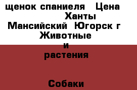 щенок спаниеля › Цена ­ 6 000 - Ханты-Мансийский, Югорск г. Животные и растения » Собаки   